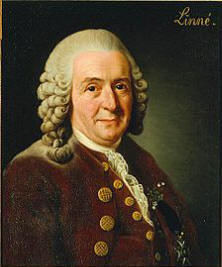 Carl von Linn, Alexander Roslin, 1775. Currently owned by and displayed at the Royal Swedish Academy of Sciences.