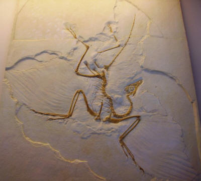 Bild:Archaeopteryx lithographica - cast of Humboldt Museum specimen.JPG